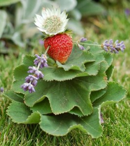 szamoca-t-25C3-25BCnder