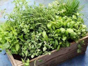 Szamóca kiskertészek