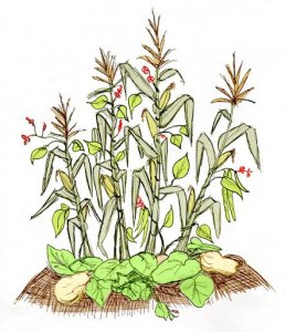 three-sisters-garden1